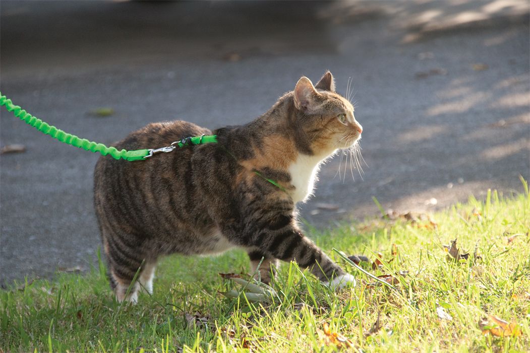 Easy Walk® Cat Harness Kedi gezinti tasması Mavi
