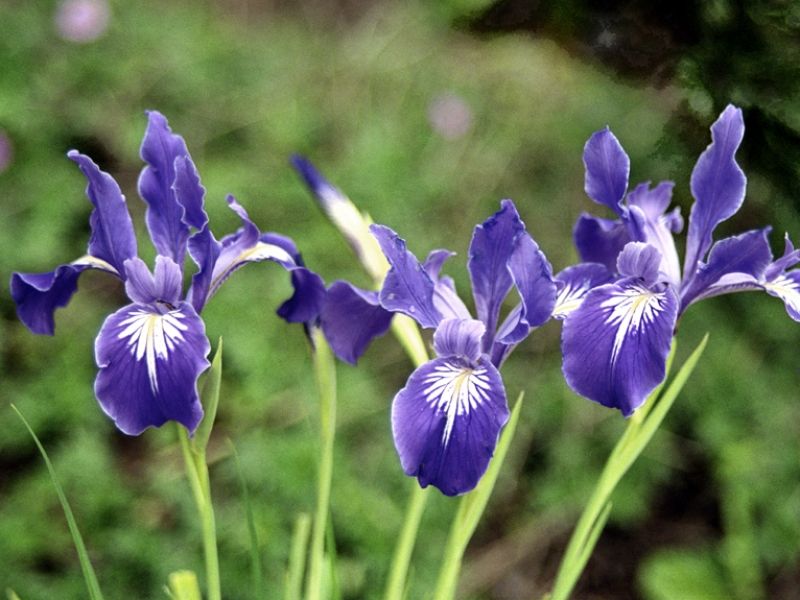 Blue Love İris Çiçeği Tohumu(20 tohum), İris Çiçeği Tohumu