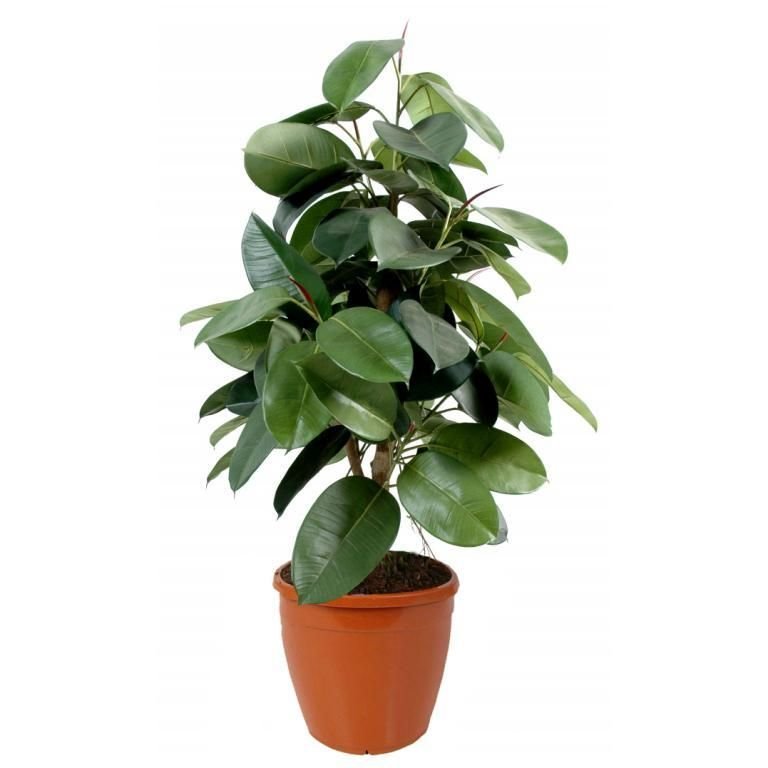 Ficus Elastica Balıkesir Çiçek Çeşitleri Hızlı Teslimat