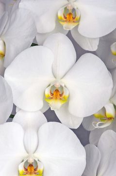 Beyaz Orkide Orkide Hızlı Teslimat