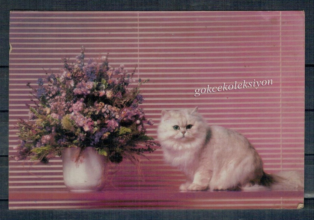 Sevimli Kedi Kartpostalı KRT2578 Hayvan