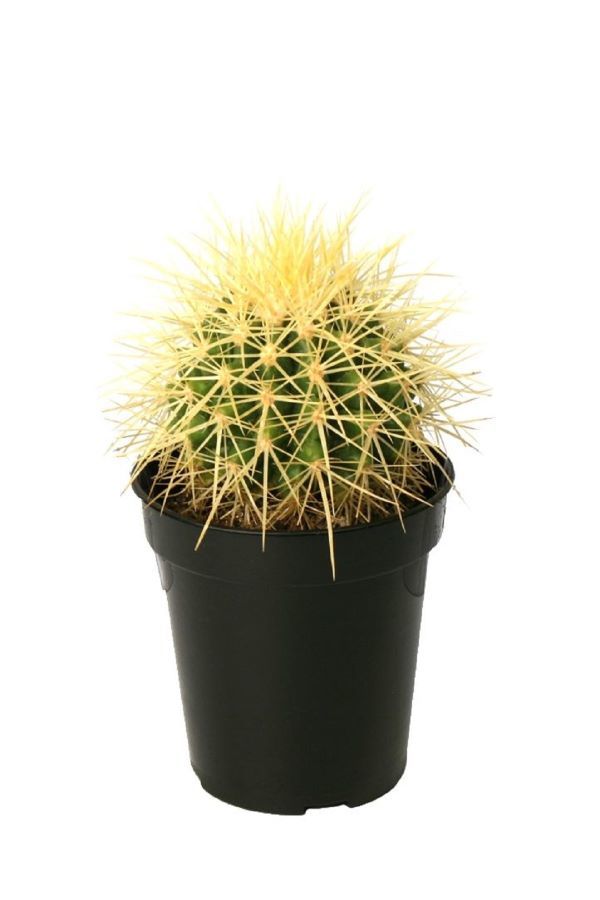 Altin Fici Kaktusu Echinocactus Grusonii Ali Botanik