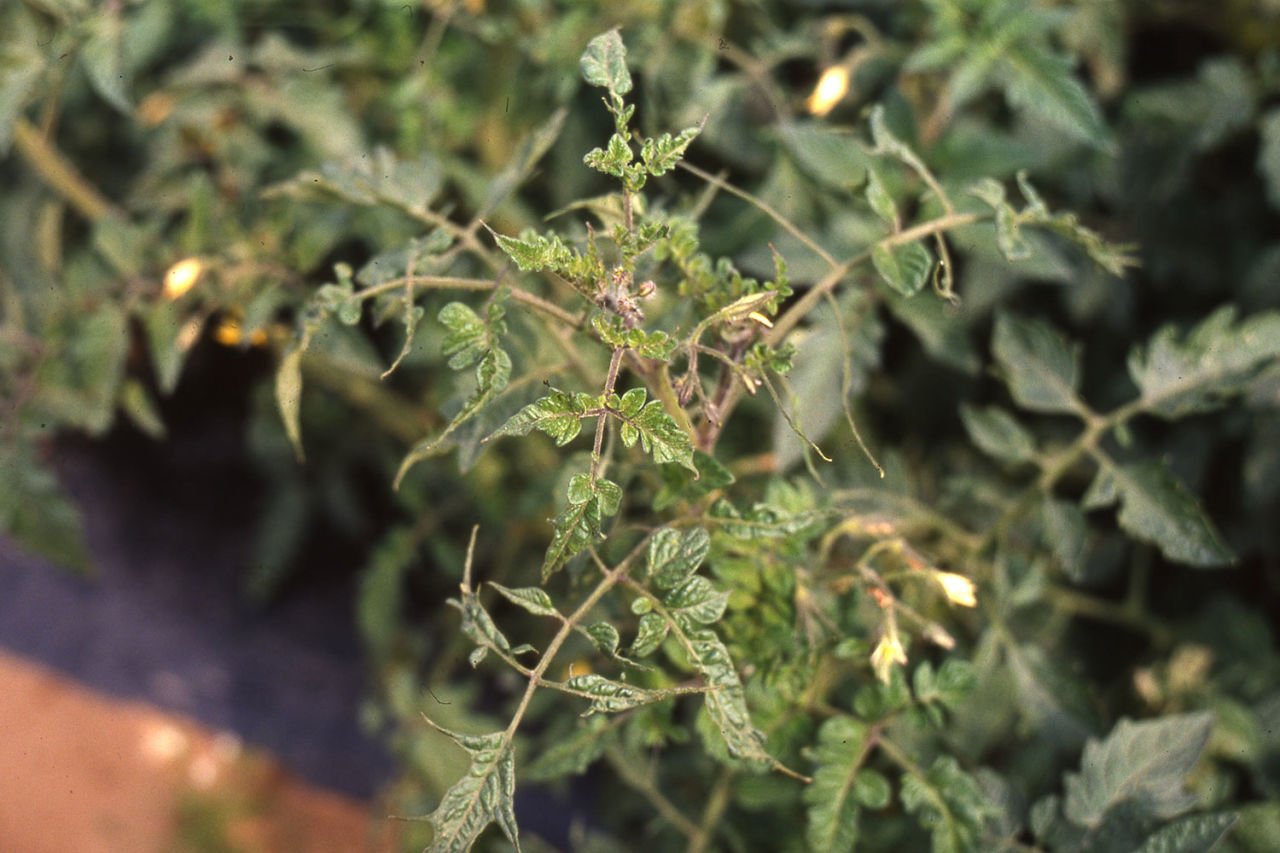 Хлоротическая курчавость листьев помидоров фото и их лечение