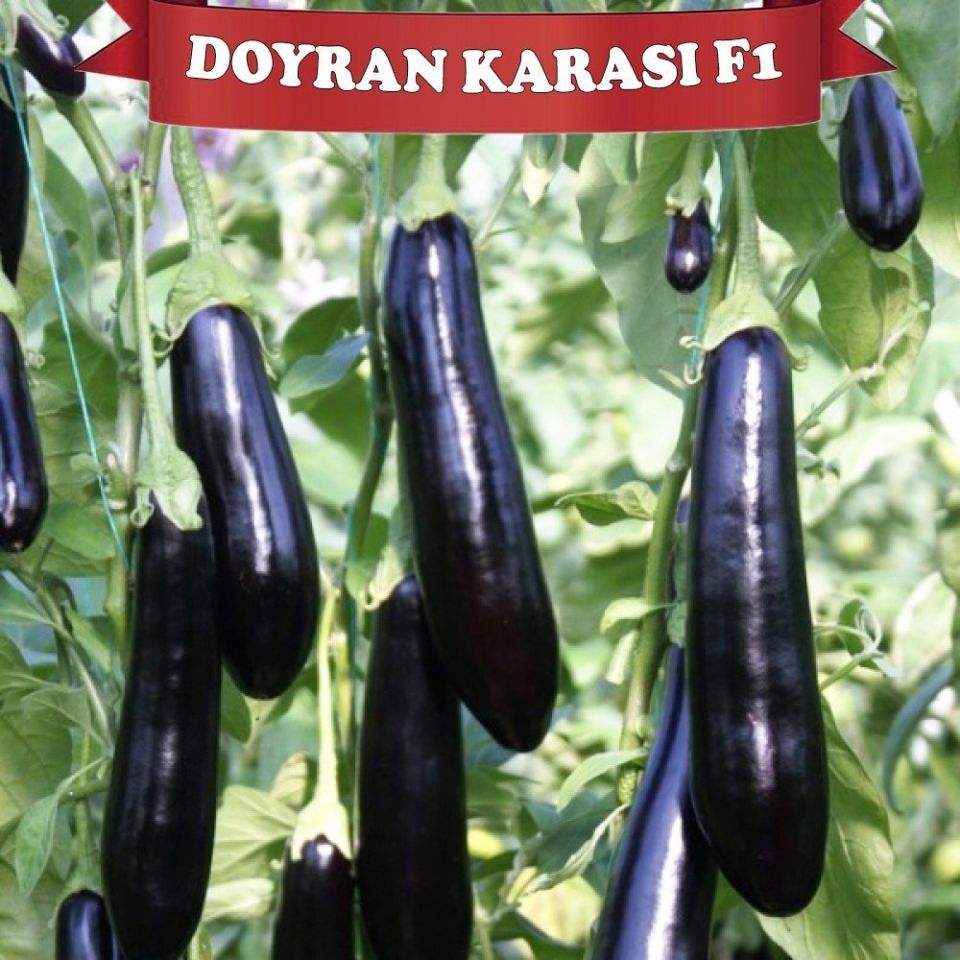 türbanlı azgın foto