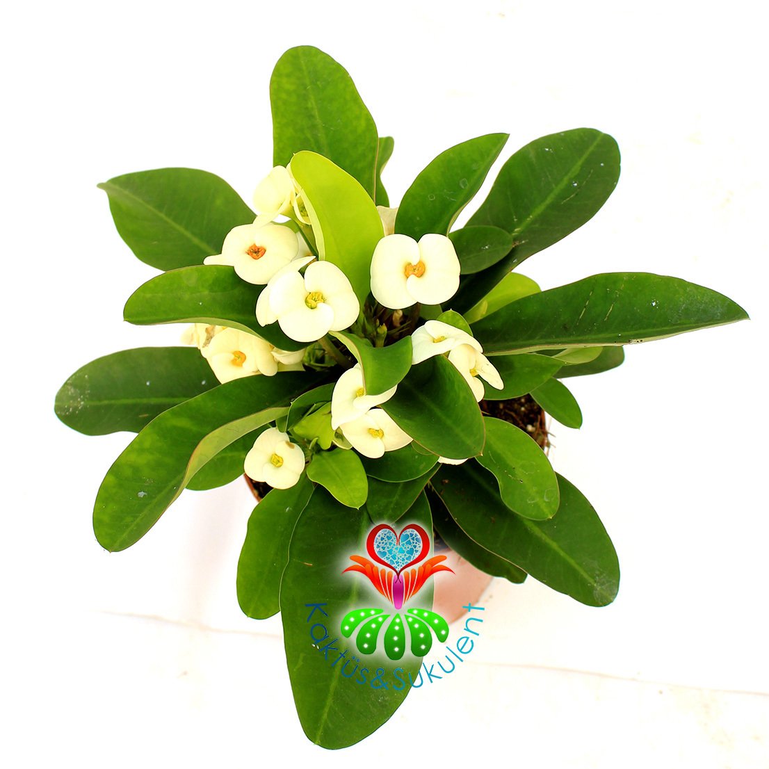 Euphorbia Milii Büyük Beyaz Renk Çiçekli Dikenler Tacı Çiçeği 12 cm