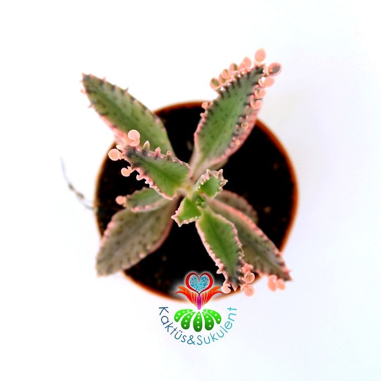 Kalanchoe Daigremontiana Askin Gozyaslari Cicegi 20 40 Cm Saksida Fidan Satisi Fide Satisi Internetten Fidan Siparisi Bodur Asili Sertifikali Meyve Fidani Sus Bitkileri