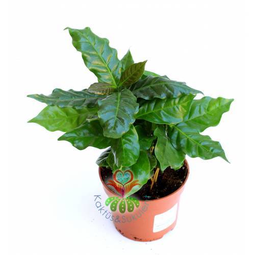 Mini Kahve Ağacı Fidanı Coffee Arabica Tree Bir Saksıda Birçok Kök