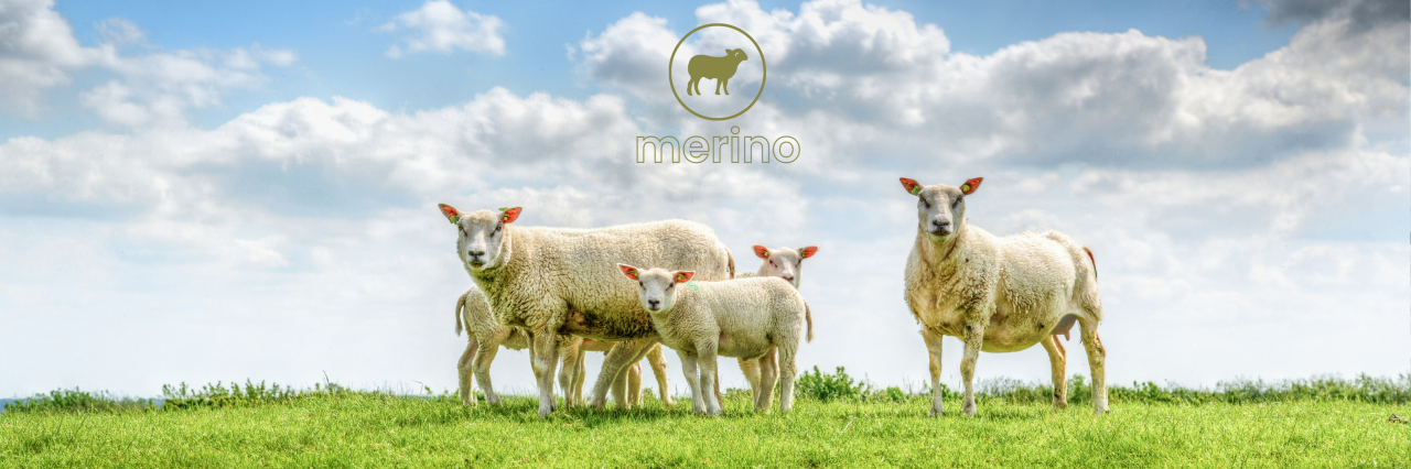 WHAT IS MERNO WOOL?