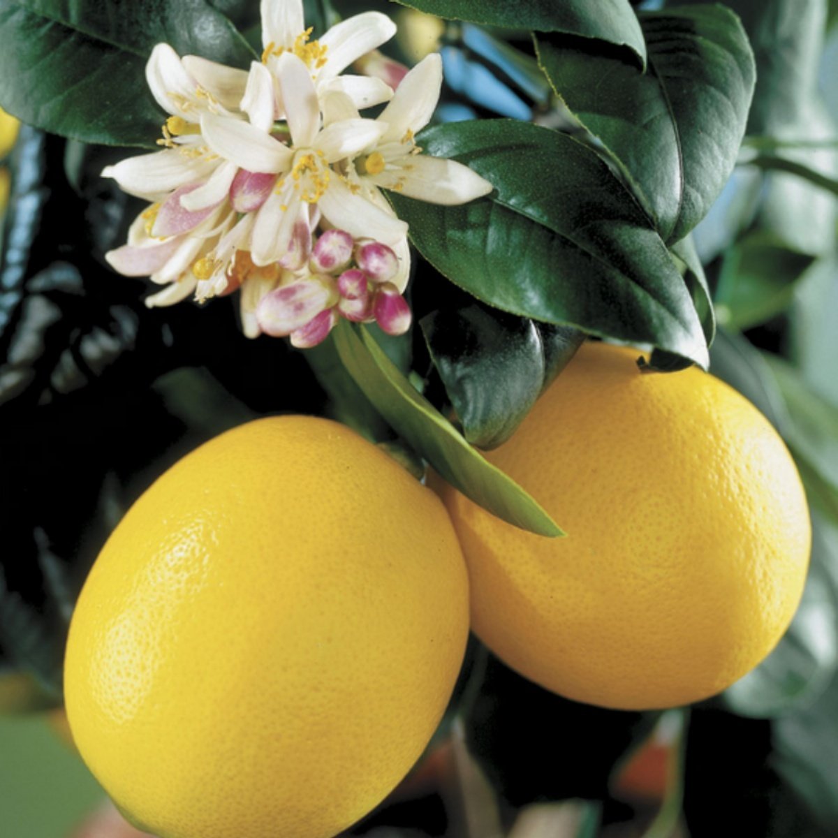 названия сортов лимона фото