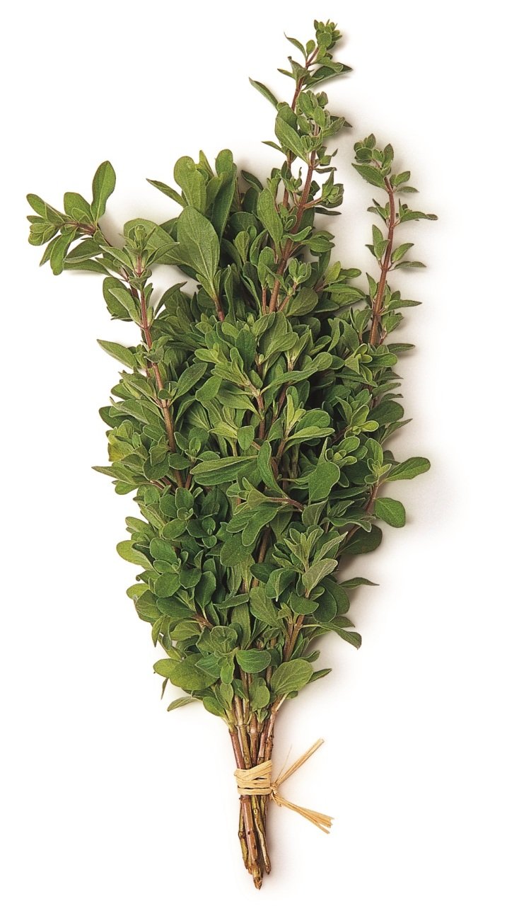 Mercan Kosk Marjoram 25 Gerust Taze Baharatlarerust Taze Baharatlar Fresh Herbs Taze Baharatlar7 00 Tl