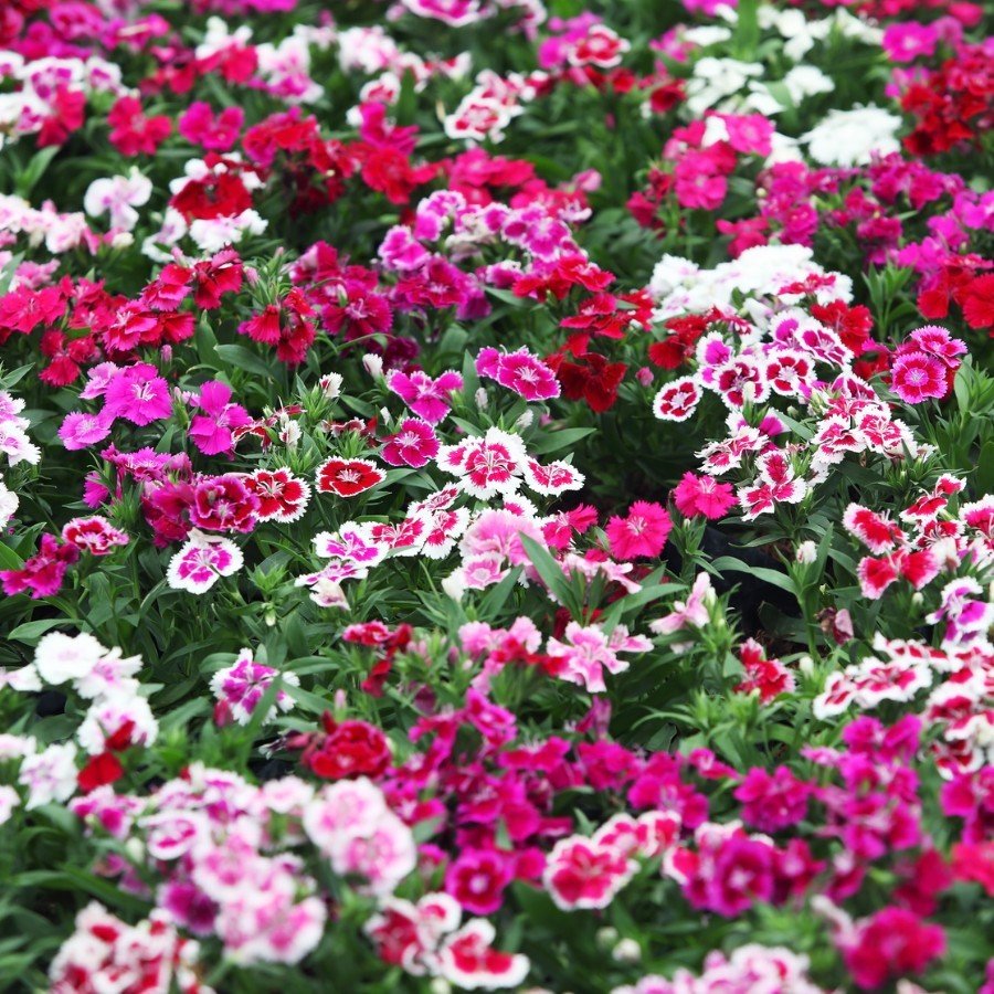 Гвоздика китайская микс. Гвоздика китайская корона микс. Dianthus chinensis гвоздика китайская. Гвоздика китайская Коронет.