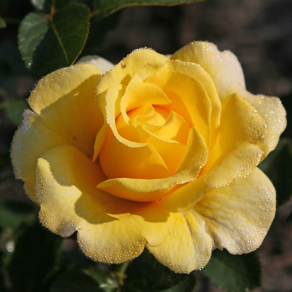 Санмейд роза описание