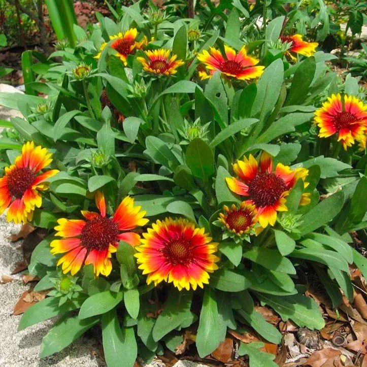 Гайлардия отзывы. Гайлардия Примавера. Gaillardia aristata. Гайлардия Бремен.