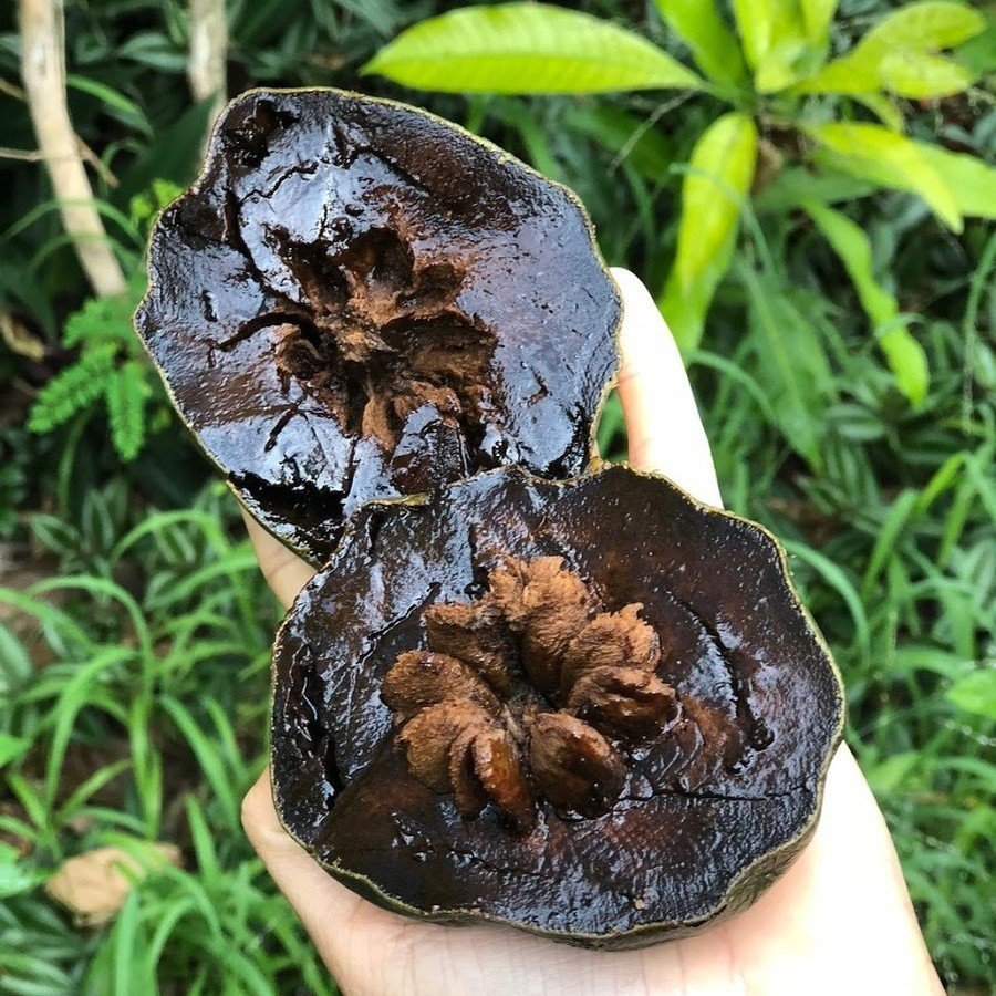 Tüplü Çikolata Meyvesi Black Sapote Ağacı Fidanı(2040 cm) Hızlı Gönderim