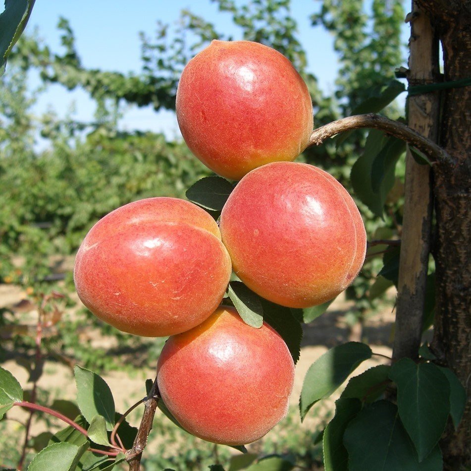 Рубис абрикос
