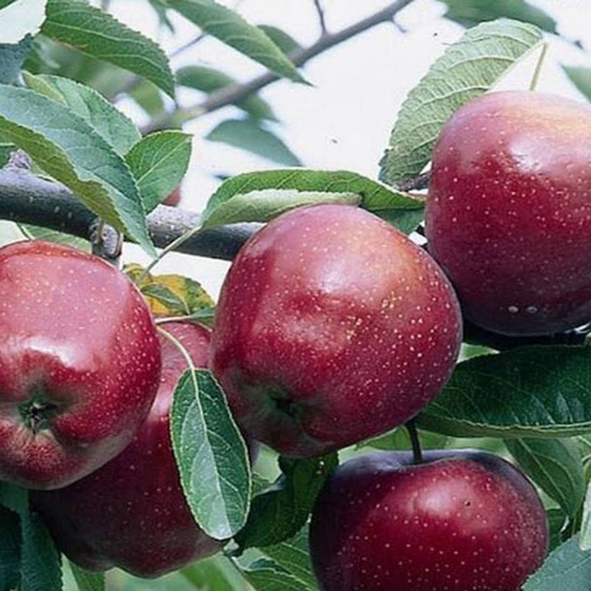 Яблоко багряное описание и фото
