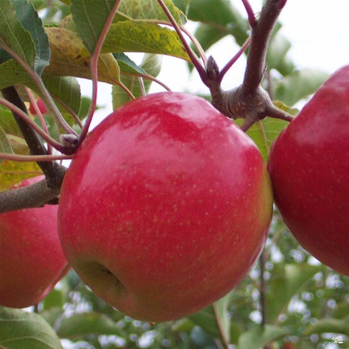Фото яблони беркутовское фото и описание сорта фото