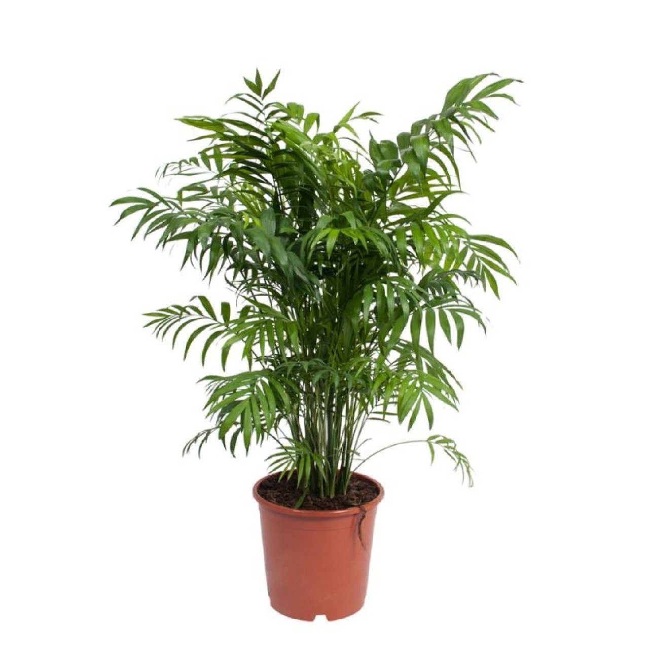 Areka Palmiyesi 25-35 cm – Yavuz Botanik

