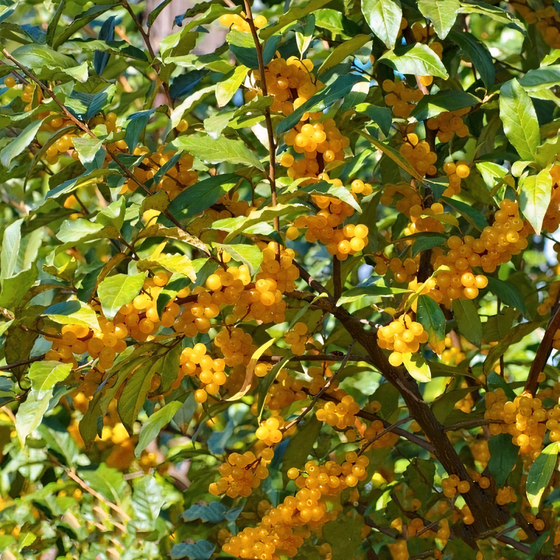 ягода гуми фото