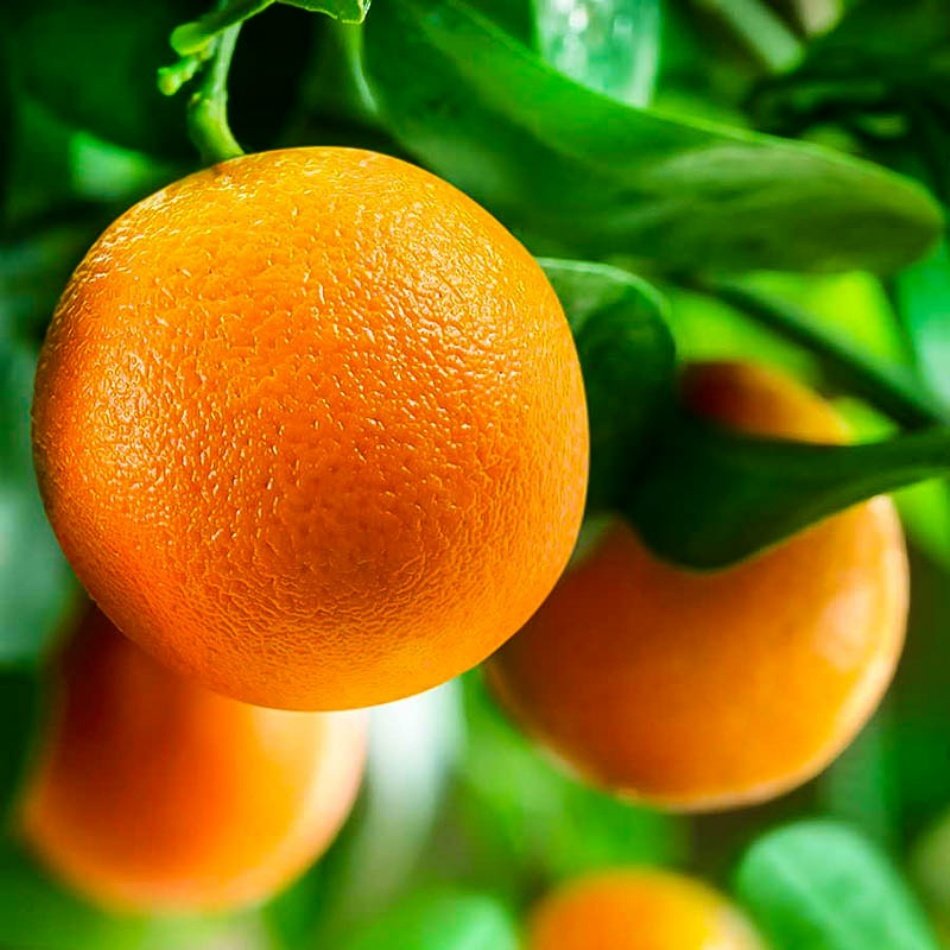 Citrus Reticulata Mandalina Fidani Bodur 60 70 Cm Saksida Fidan Satisi Fide Satisi Internetten Fidan Siparisi Bodur Asili Sertifikali Meyve Fidani Sus Bitkileri