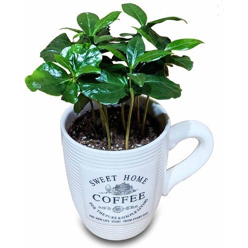 Kahve (Coffea Arabica) Fidanı Satışı Farkı İle Evinize Gelsin