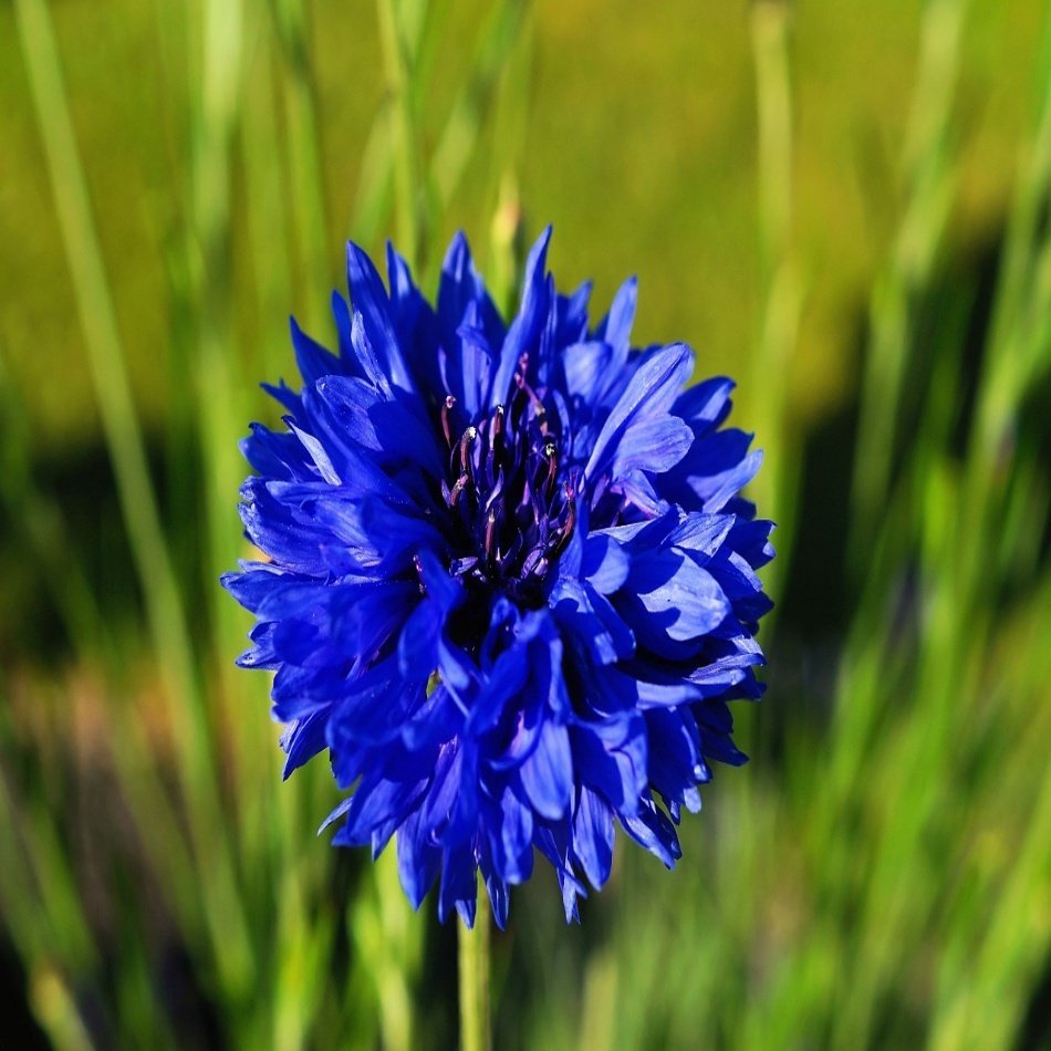 Koyu Mavi Peygamber Centaurea Cicegi Tohumu 50 Adet