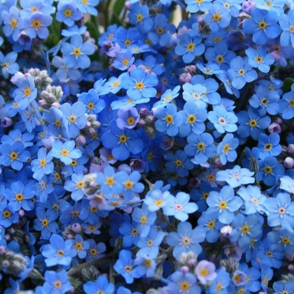 Hızlı Gönderim Miracle Mavi Unutma Beni Çiçeği Tohumu (800 tohum) Satışı