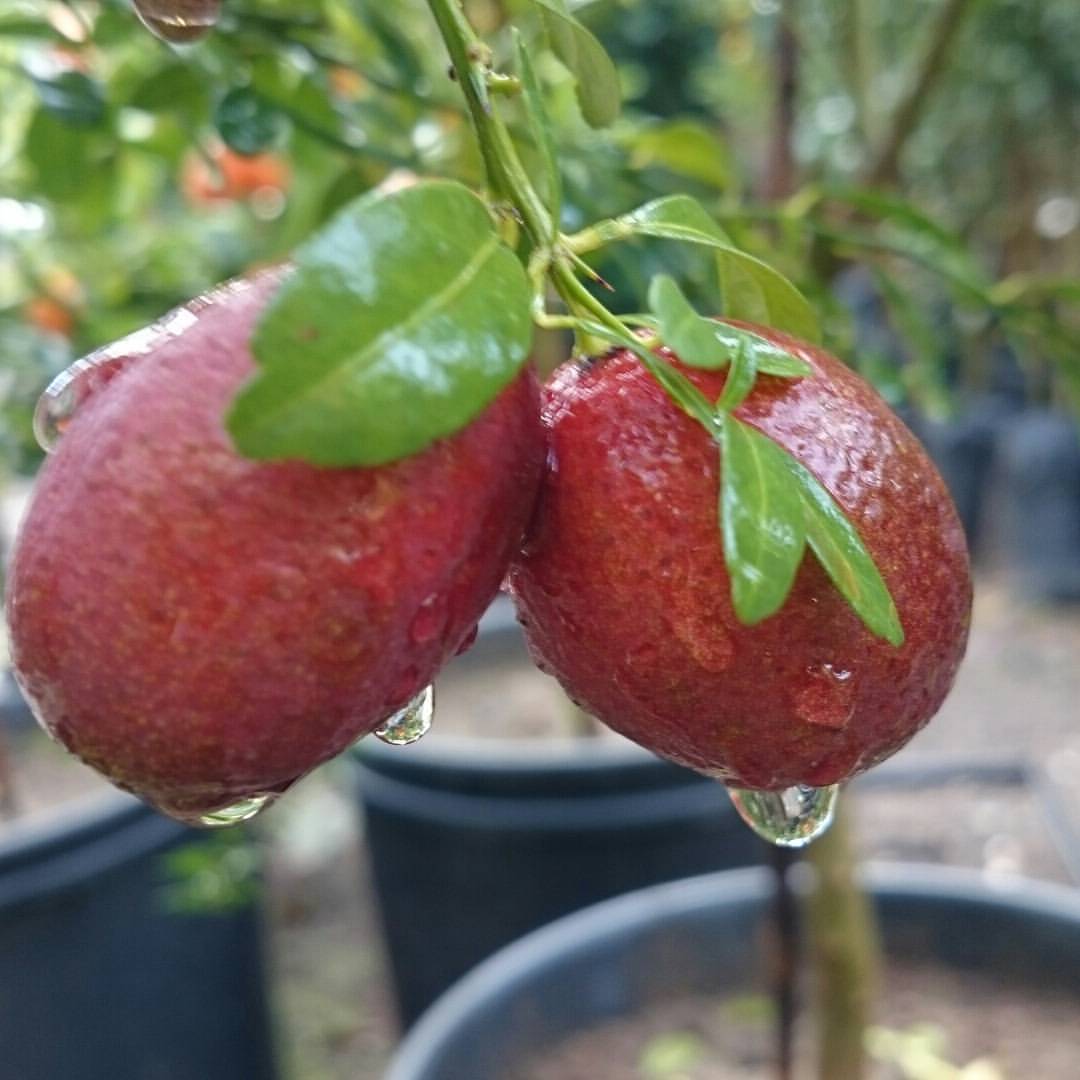 Tuplu Asili Bol Sulu Tahiti Lime Cekirdeksiz Limon Fidani Satin Al