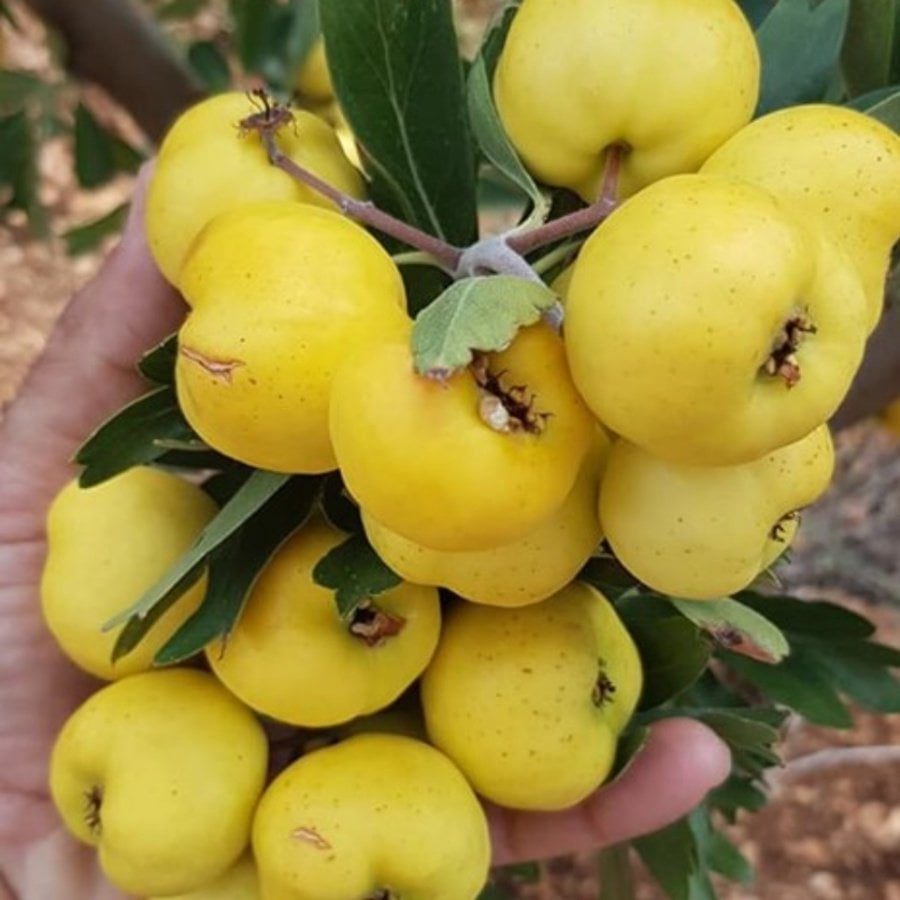 belen alıç fidanı