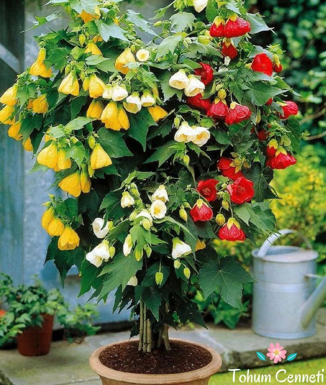 Abutilon Çiçeği Tohumu 5 TL