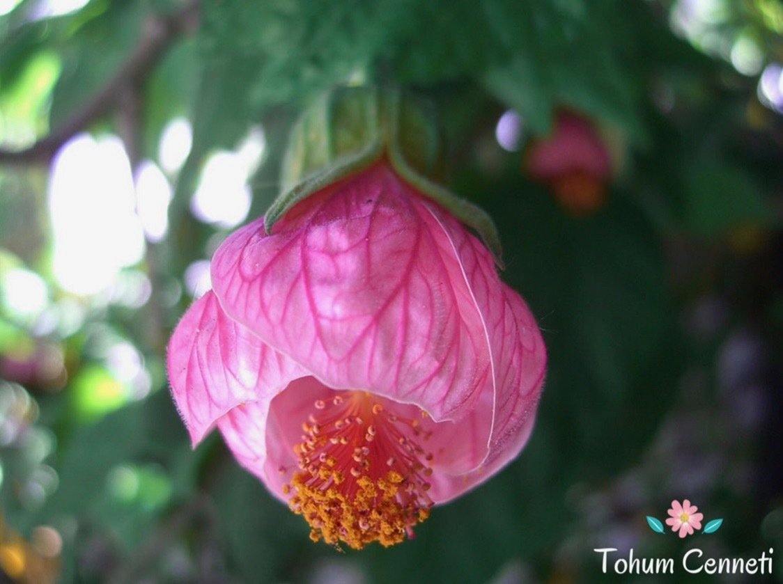 Abutilon Çiçeği Tohumu 5 TL