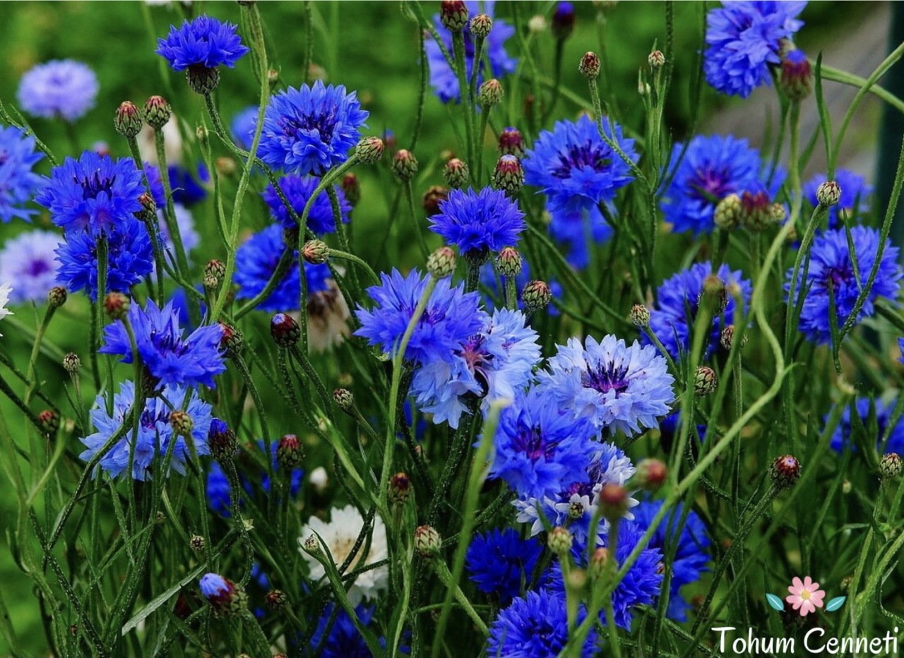 Mavi Kantaron Çiçeği Tohumu 5 TL