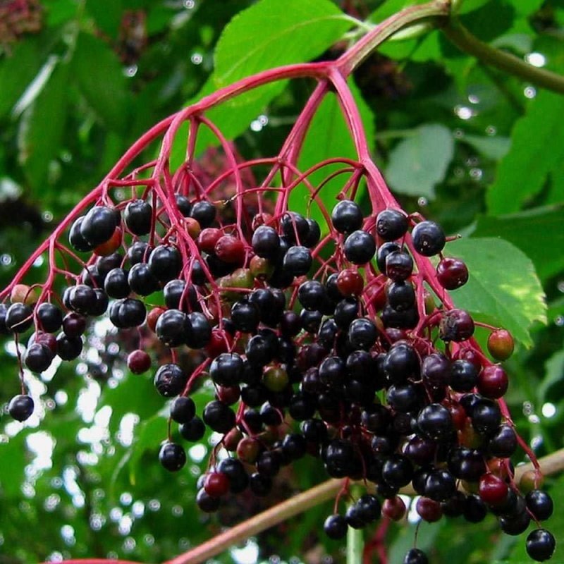 tuplu sambucus nigra kara murver fidani meyve verme durumunda