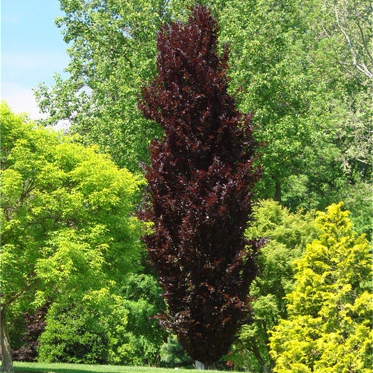 Fagus sylvatica (бук Лесной) 'Dawyck Gold