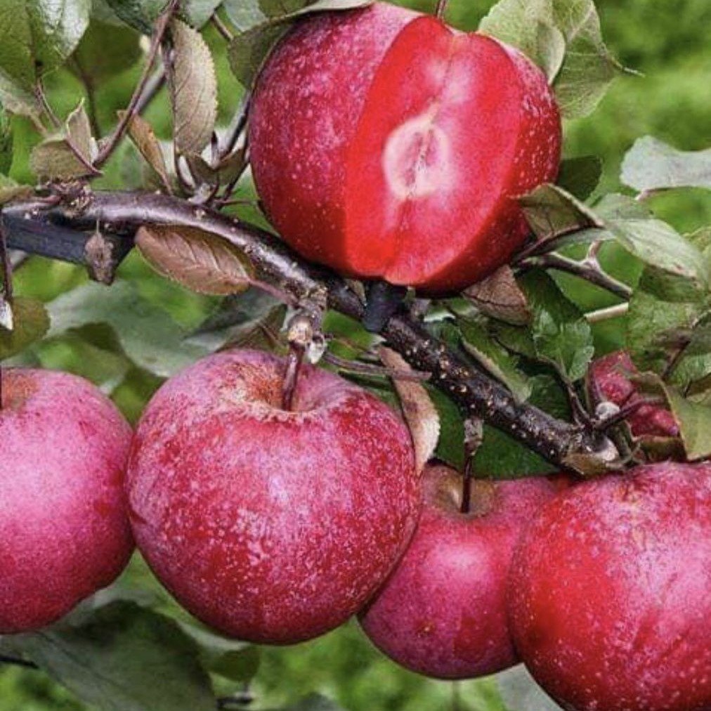 Сорт яблок Байя Мариса
