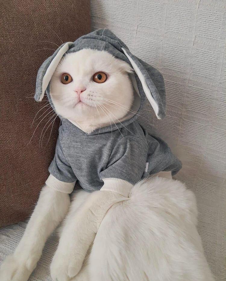 Tavşan (Rabbit) hoodie sweat (Kedi kıyafeti, Köpek kıyafeti)