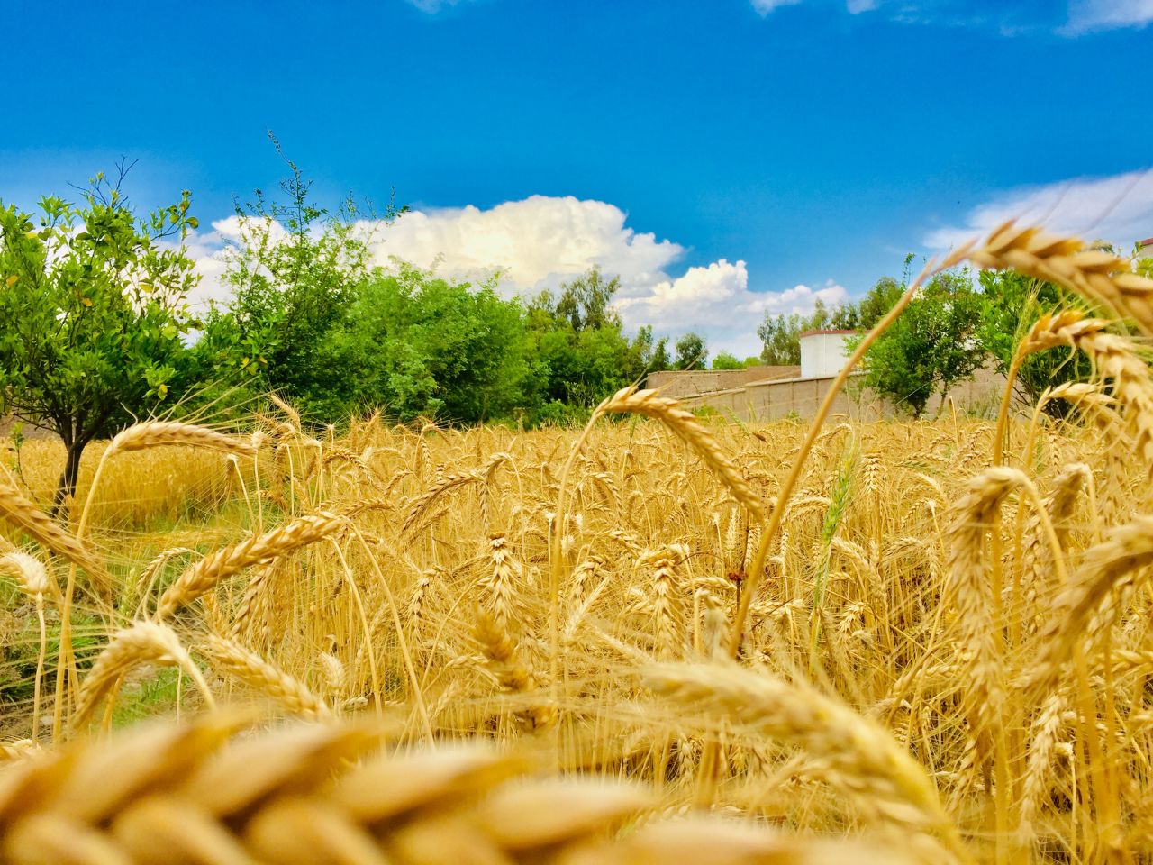 Organic Food Product