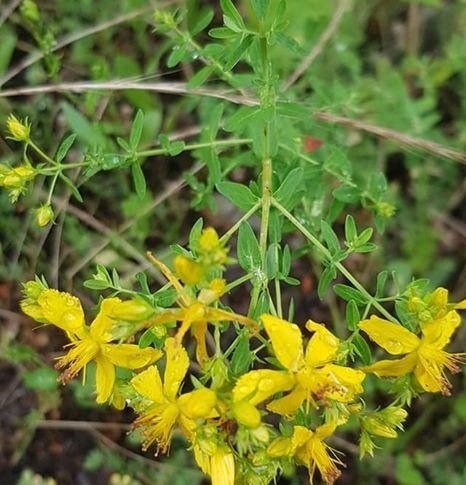 Hypericum Perforatum Sari Kantaron Fidani