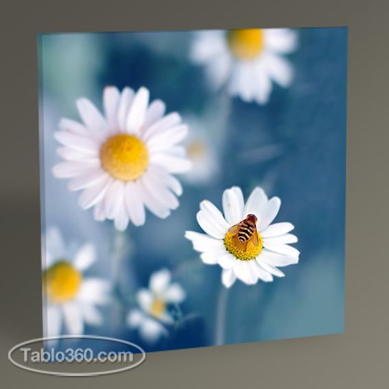 tablo 360