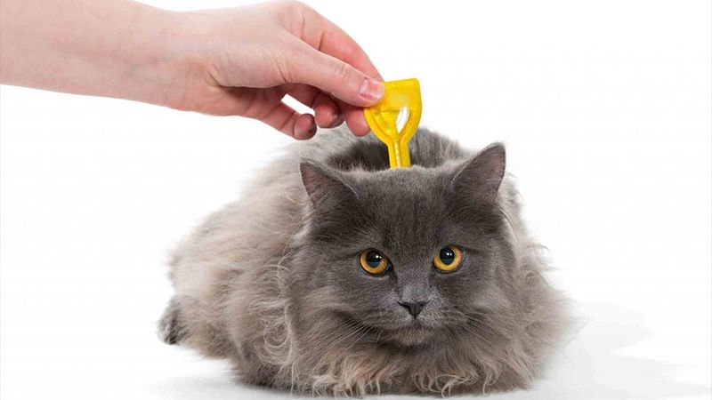 Hpv tedavisi erkek izmir - Paraziti olan yavru kedi Kedilerde giardia paraziti