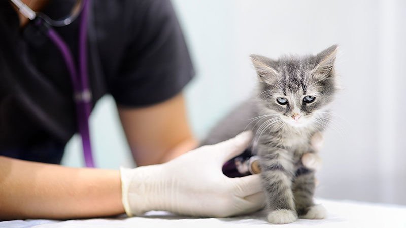 Kedi Aşıları Ücretsiz