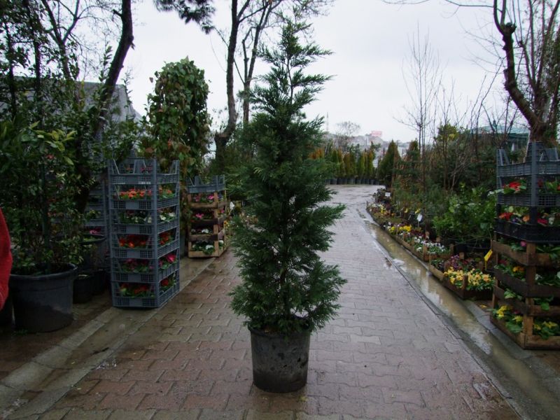 Leylandi Melez Selvi 250 300 Cm