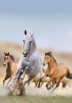 Dogus Pelus Hali Heryerehali Dogus 3boyutluhali 3d 803 At Resimli Hali 140x200cm