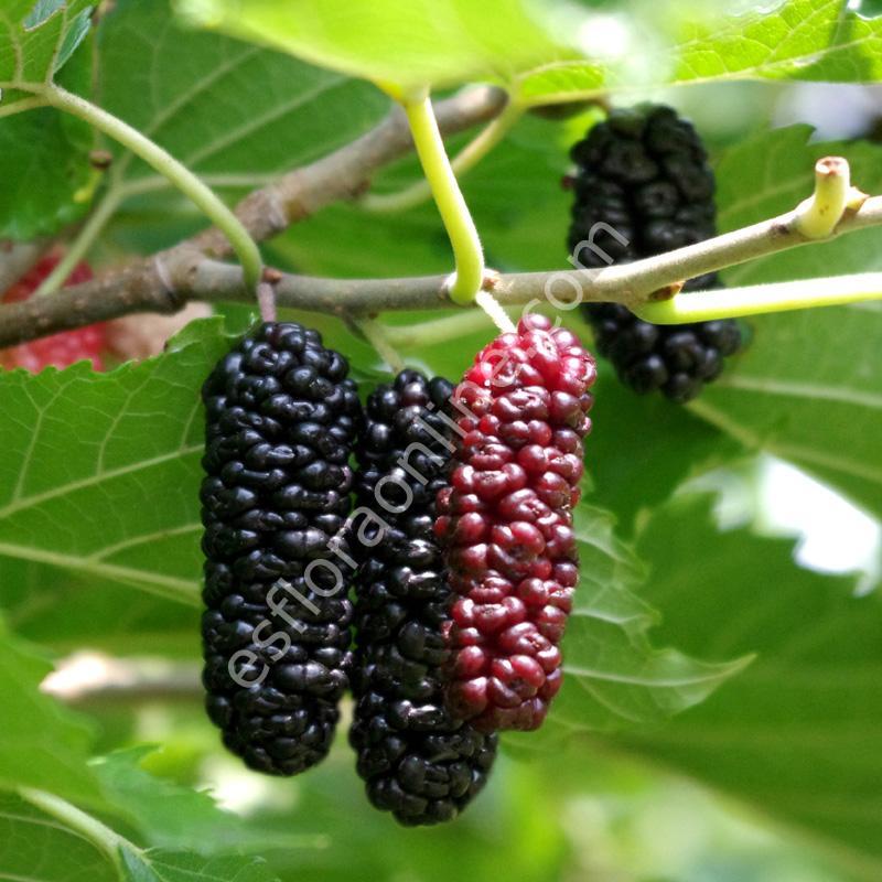Amerikan Yediveren Dut Fidani Morus Alba X Rubra Illinois Everbearing Dut Fidani Cesitleri