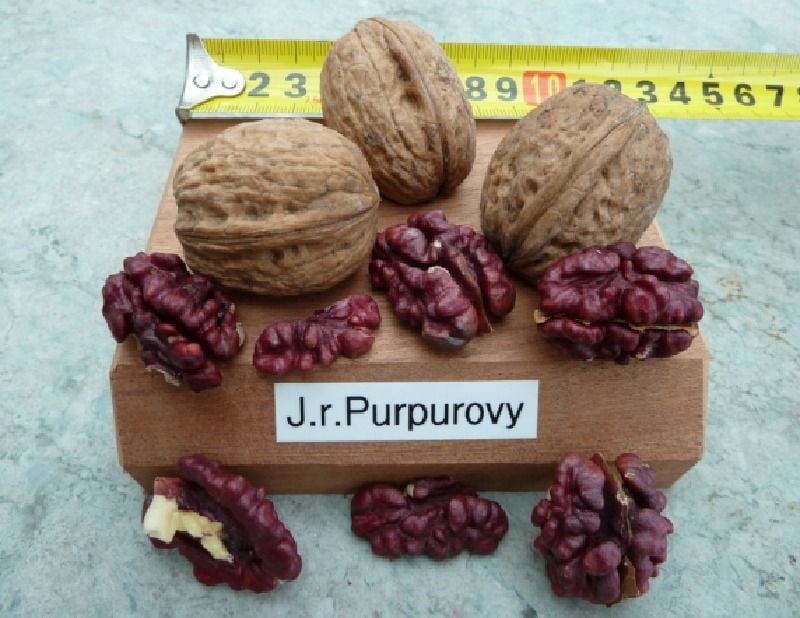 purpurovy kirmizi ceviz fidani asi