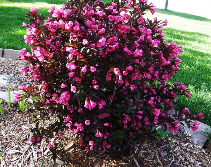 Weigela Florida Minor Black Kirmizi Yaprakli Bodur Gelin Taci Weigela Gelin Taci