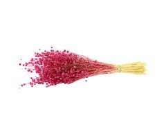 Kuru Çiçek Kurutulmuş Luna Pembe