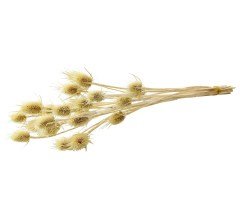 Kuru Çiçek Kurutulmuş Deve Dikeni Naturel
