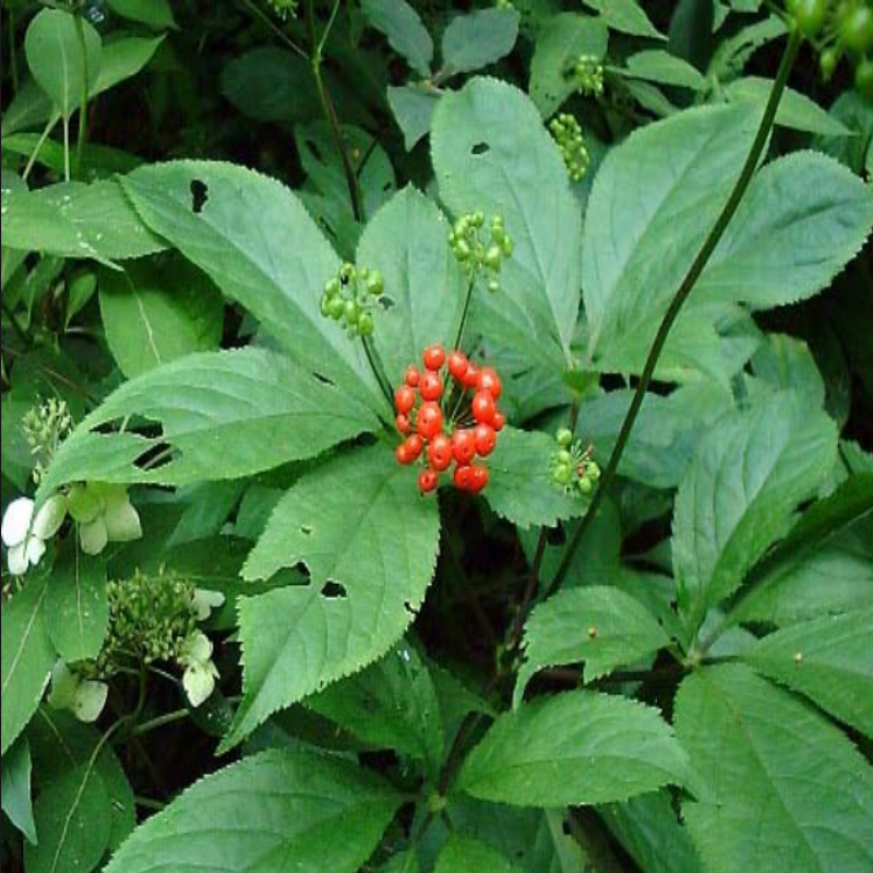 Dogal Panax Ginseng Tohumu Satisi