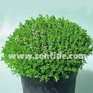 Kekik Fidesi Yerortucu Kekik Fidesi Yayilici Kekik Fidesi 5 90 Tl